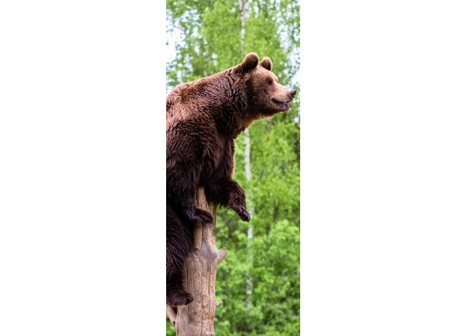 Наклейка на дверь Бурый медведь